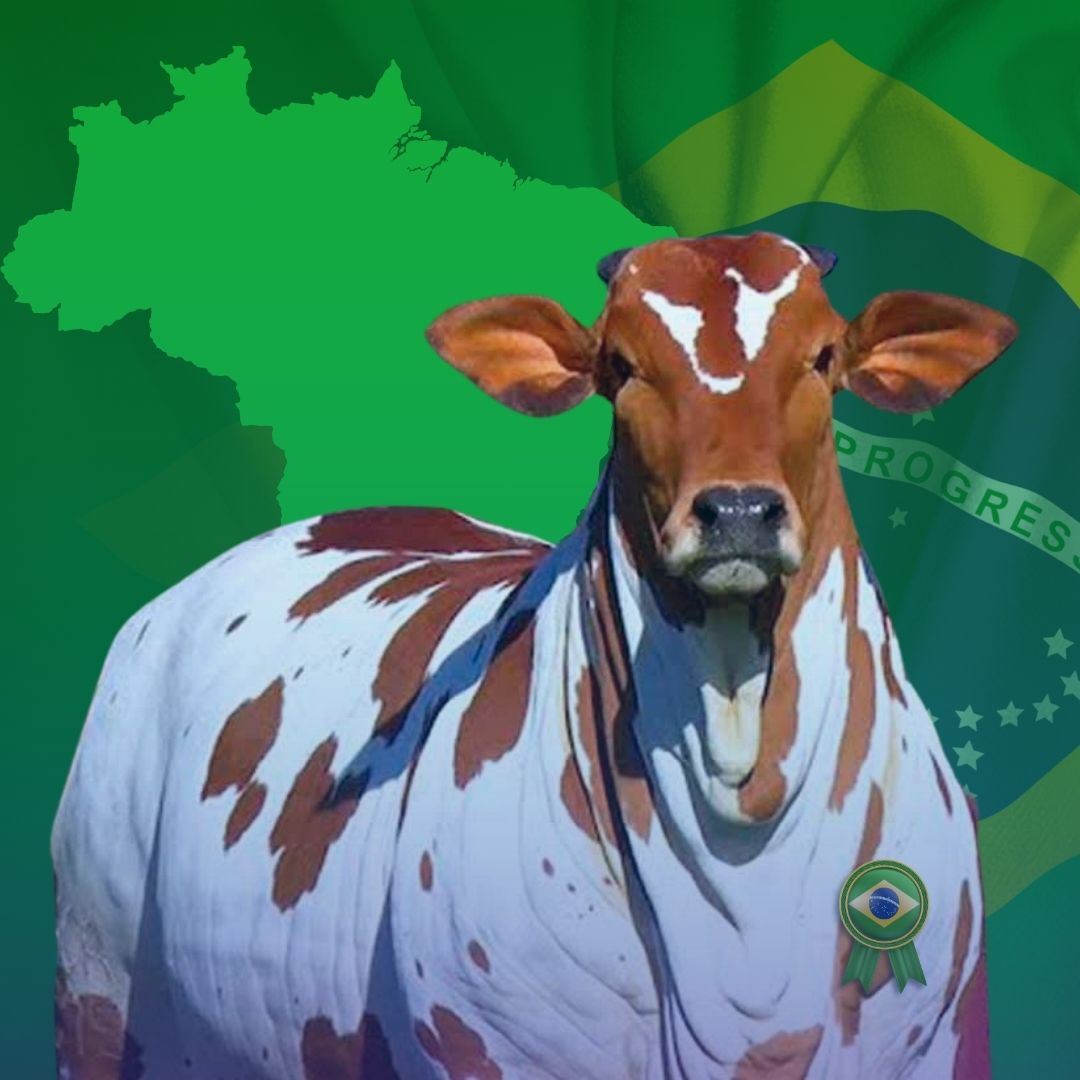 Nelore Pintado - Brasileiro