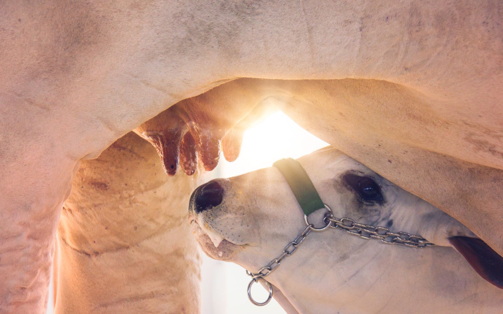 Bezerro mamando, bezerro do cedo, bezerro nelore