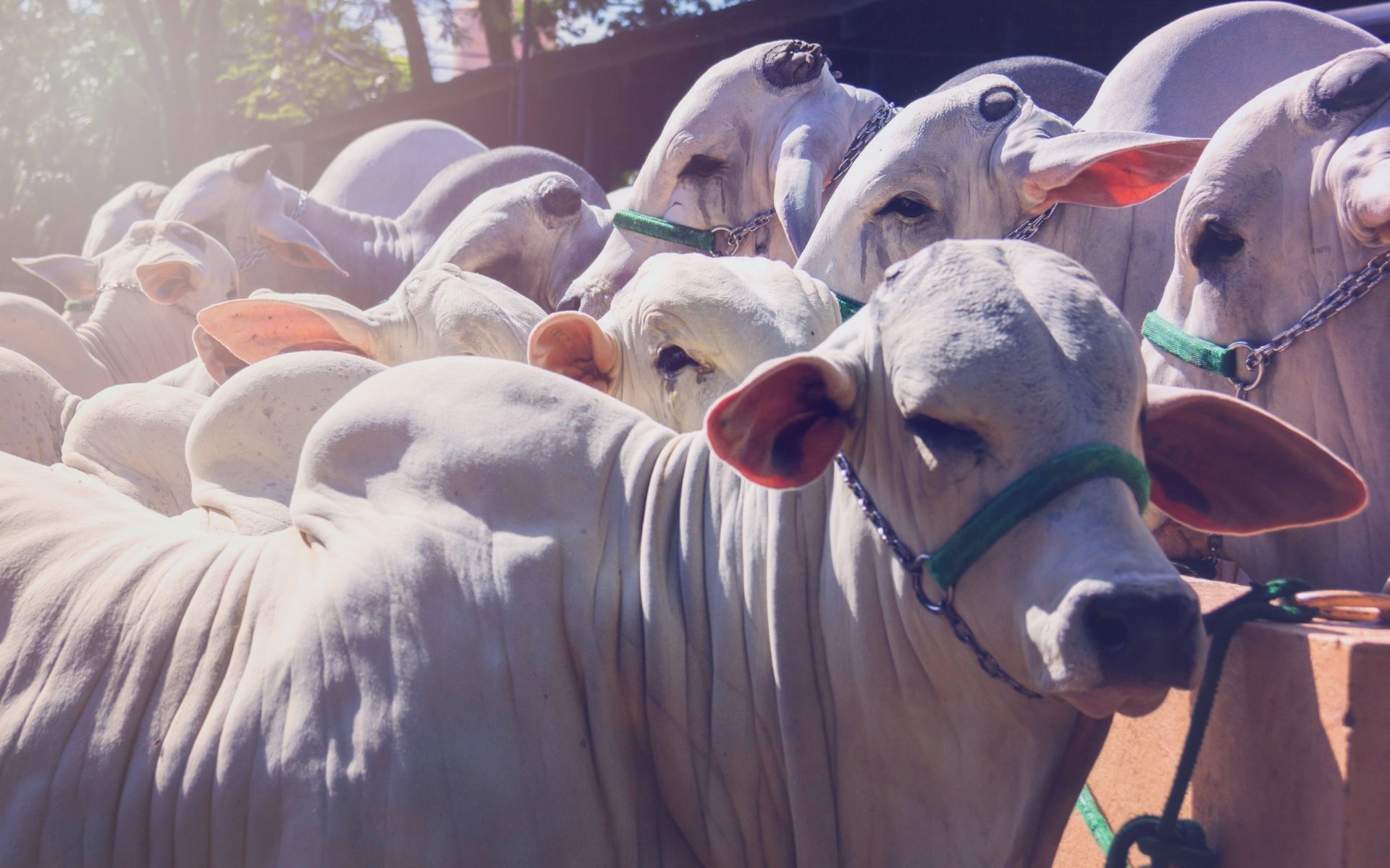Características da Raça Nelore