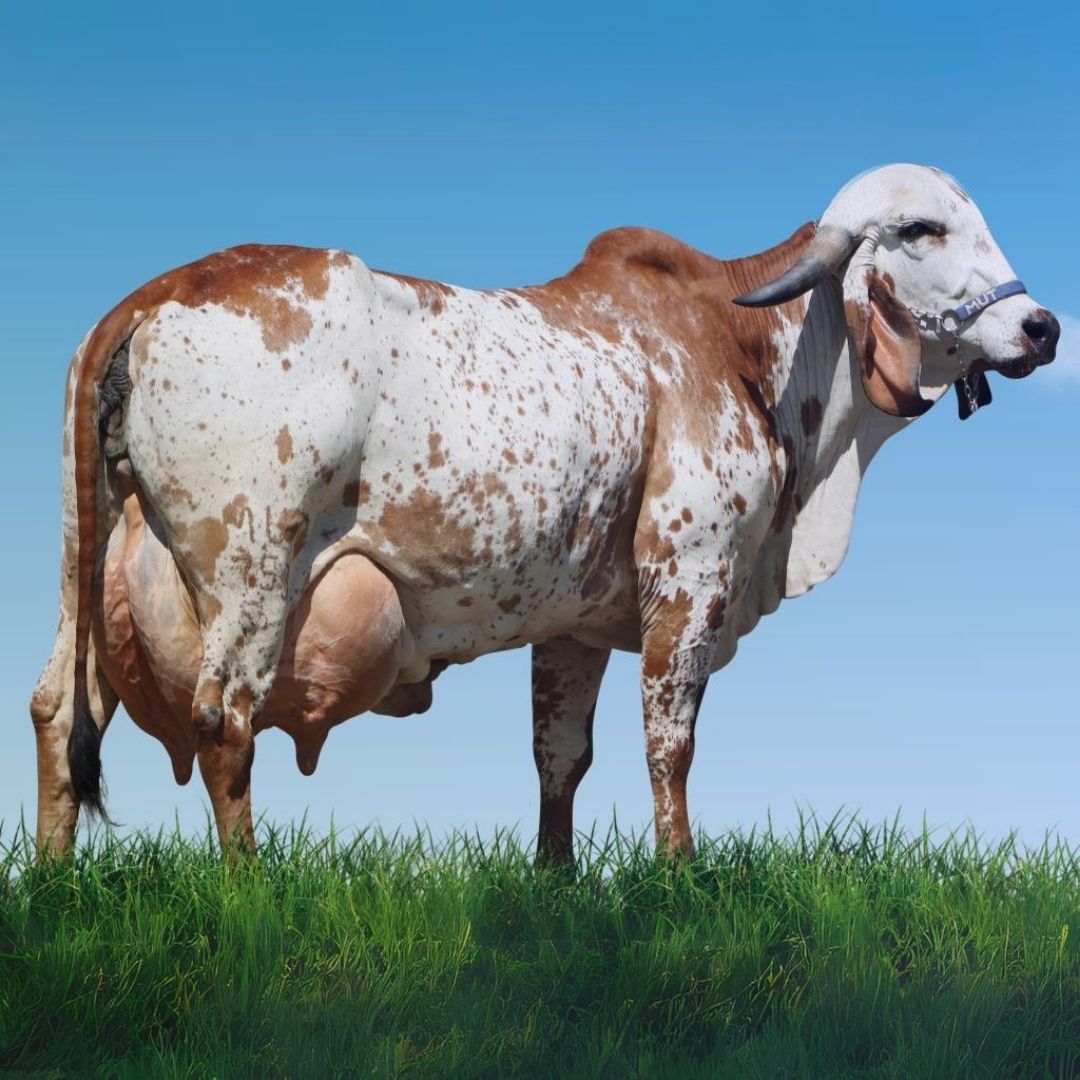 vaca Gir Leiteiro