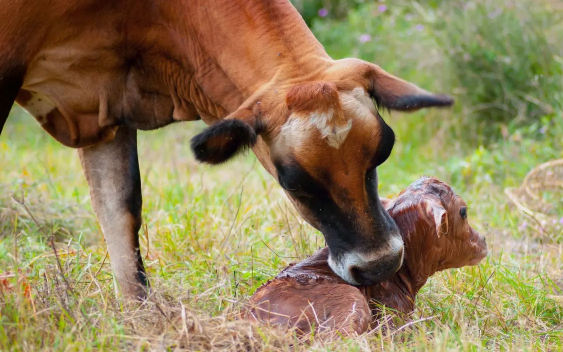Jersey Recém parida