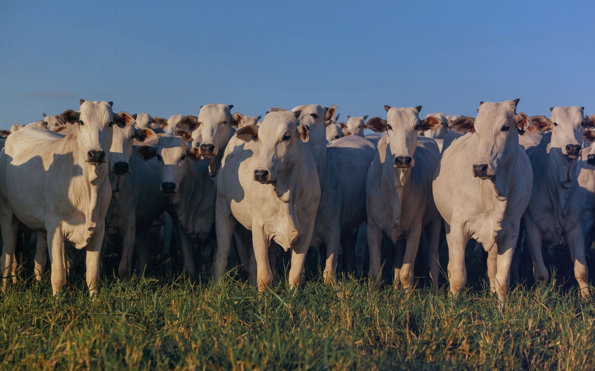 LOTAÇÃO DE PASTOS BOVINOS 1