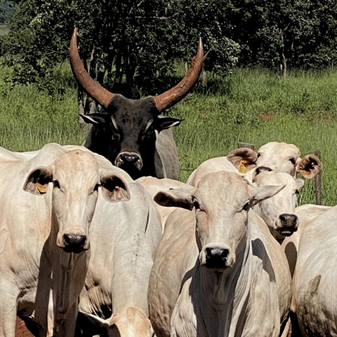 MATRIZES NELORE COM TOURO GUZERA