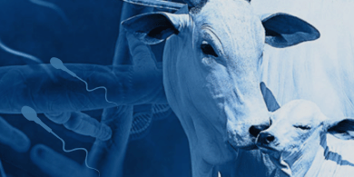 INTERVALO ENTRE PARTOS – IEP