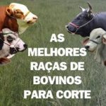 As melhores raças de bovinos de corte.