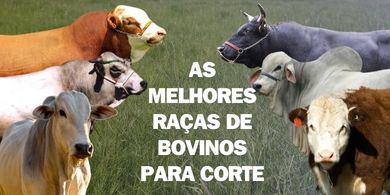 As melhores raças de bovinos de corte.