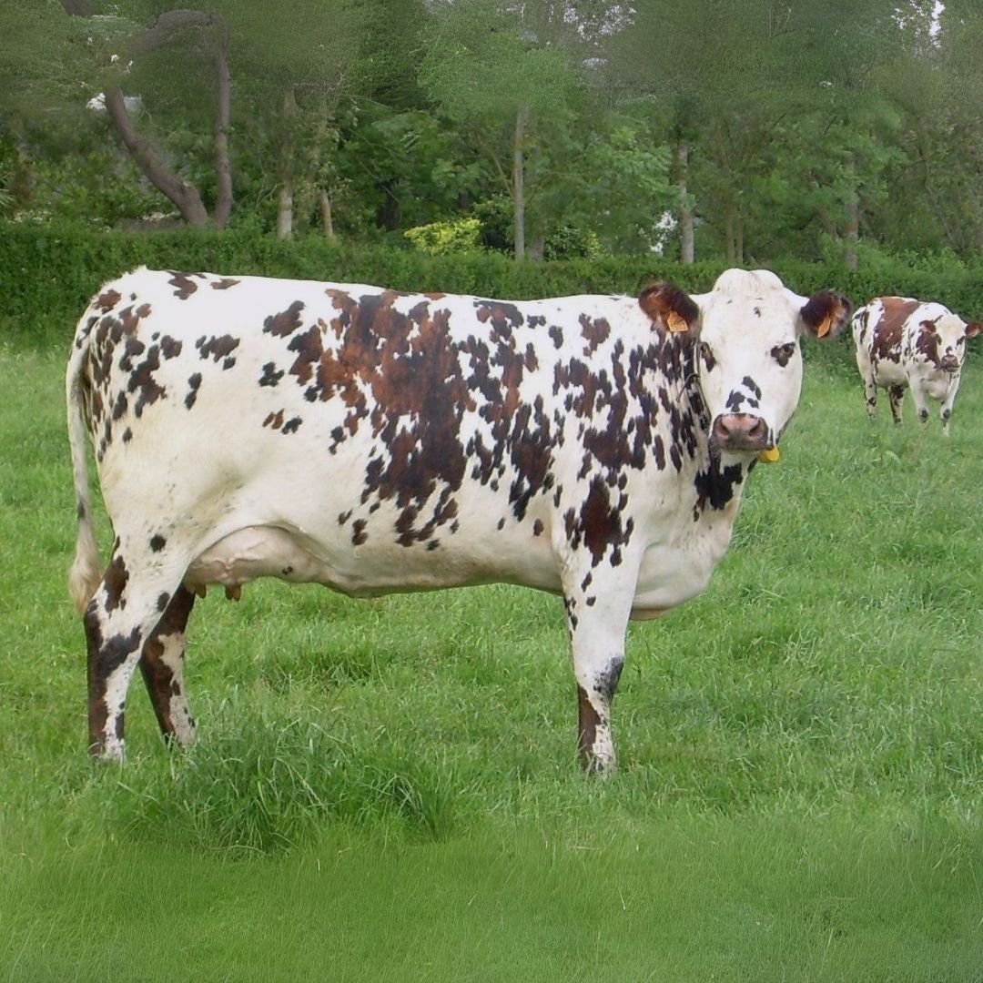 Vaca raça Normando