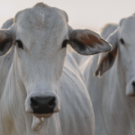 Mini Raça Nelore Adaptabilidade, Resistência e Qualidade na Produção de Carne