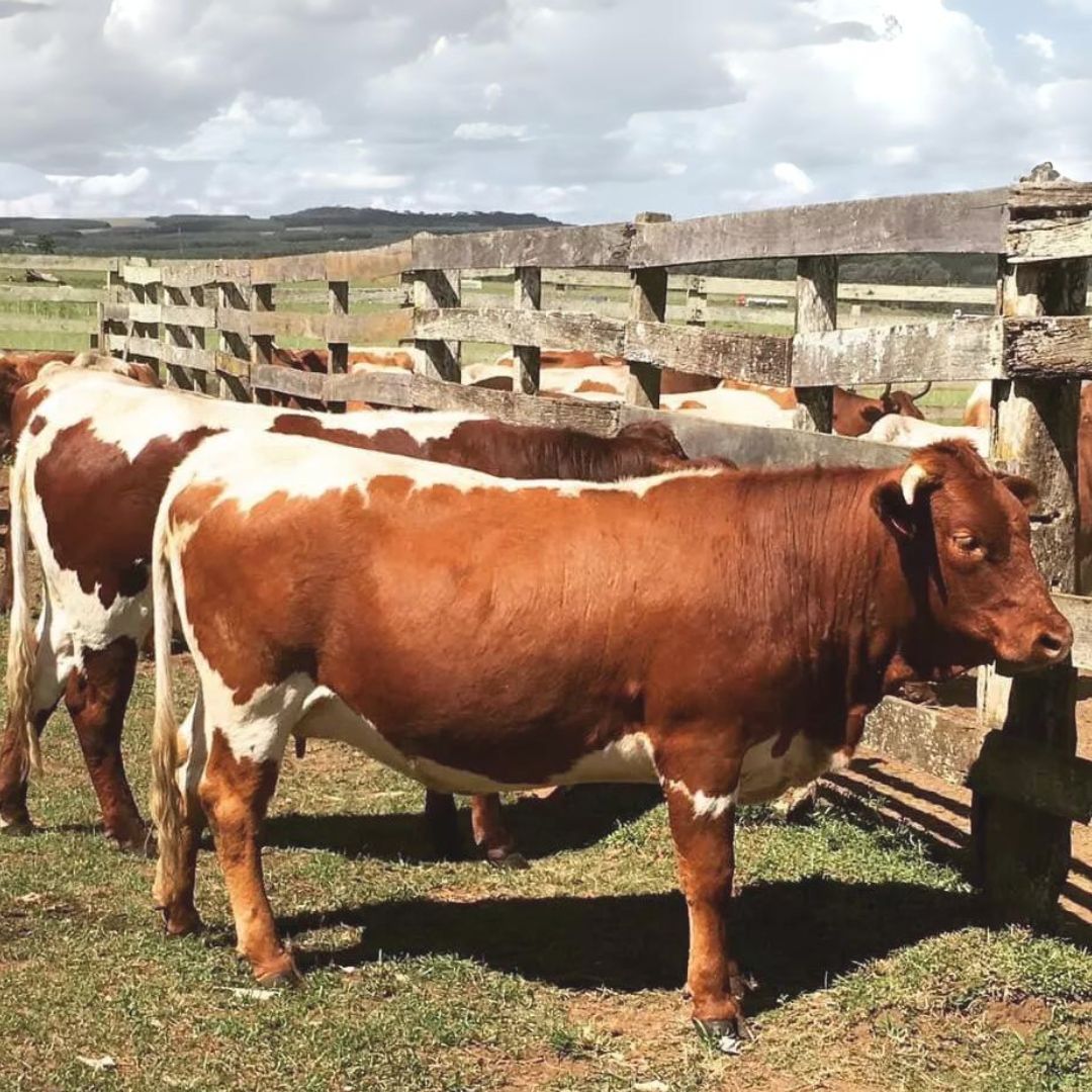 Vaca _Raça Pinzgauer