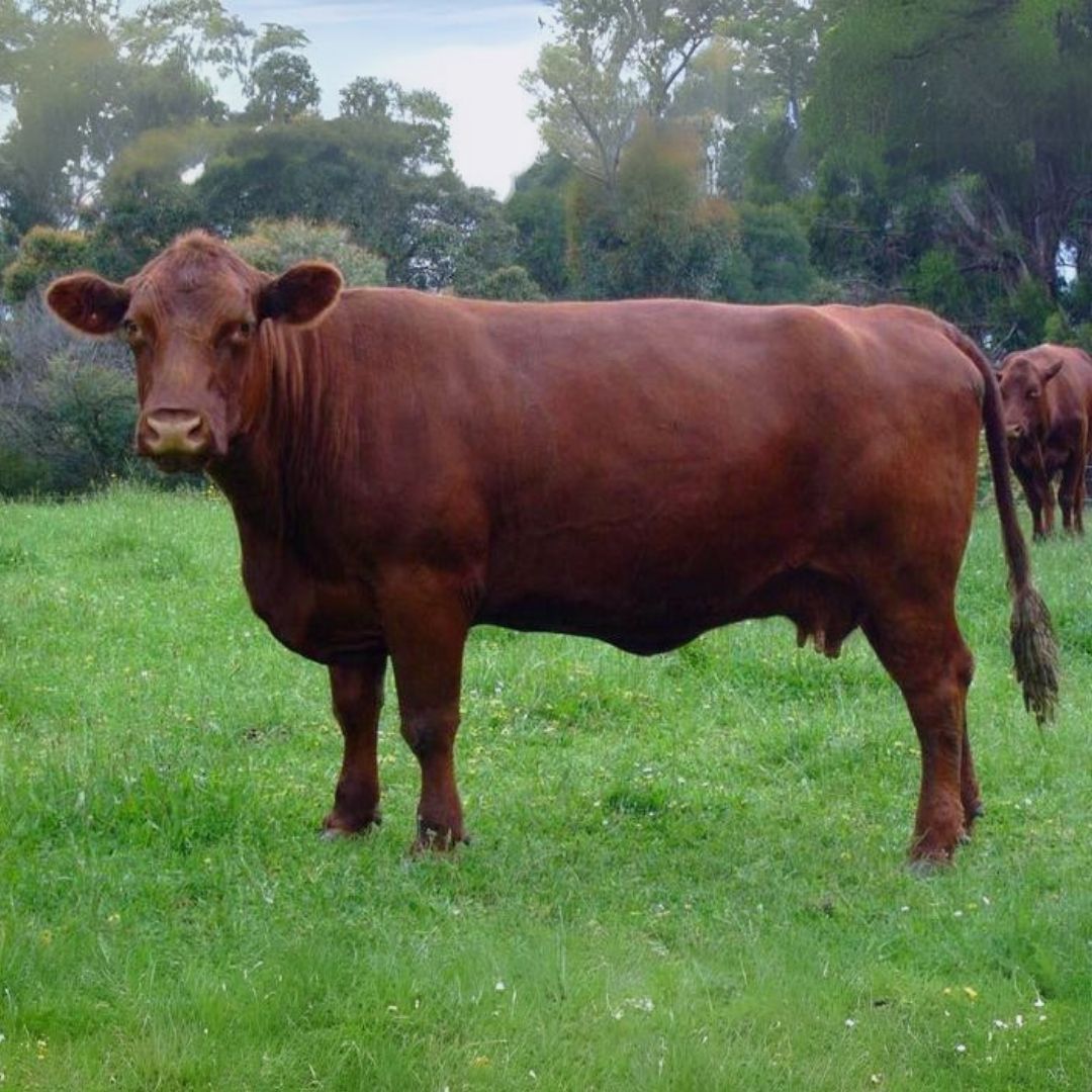 vaca - raça Red Polled
