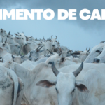 Rendimento de carcaça
