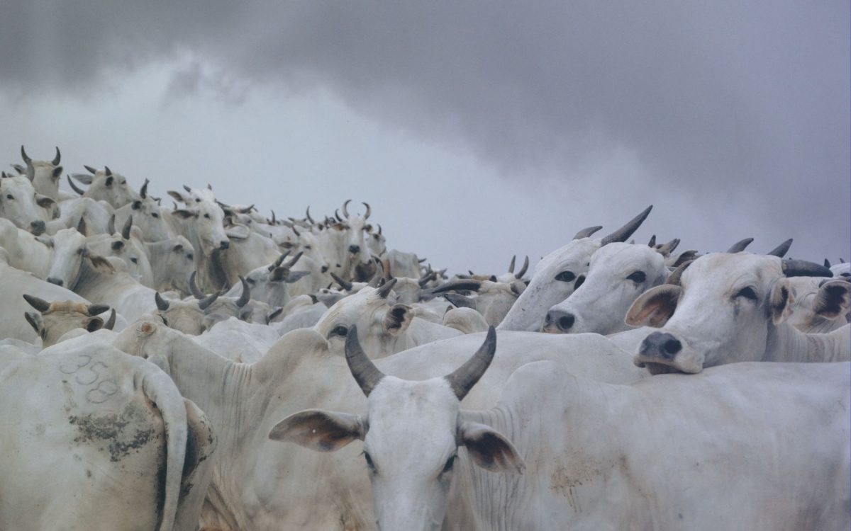 Rendimento de carcaça bovino - Rendimento de carcaça bovino - pecuria de corte