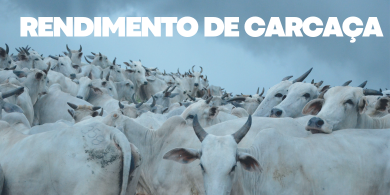 Rendimento de carcaça