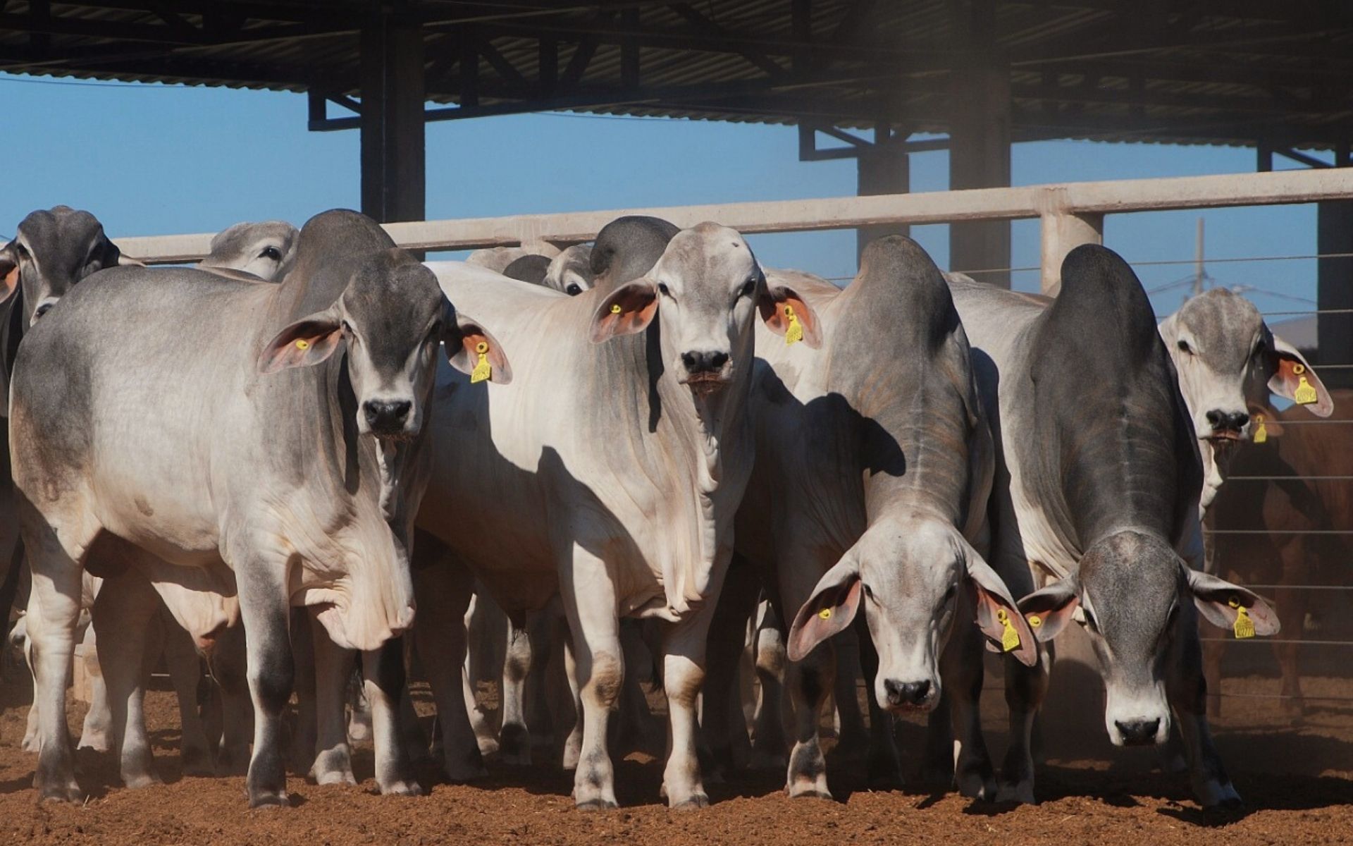 Tabapuã- Zebu Brasileiro - raça bovinos G