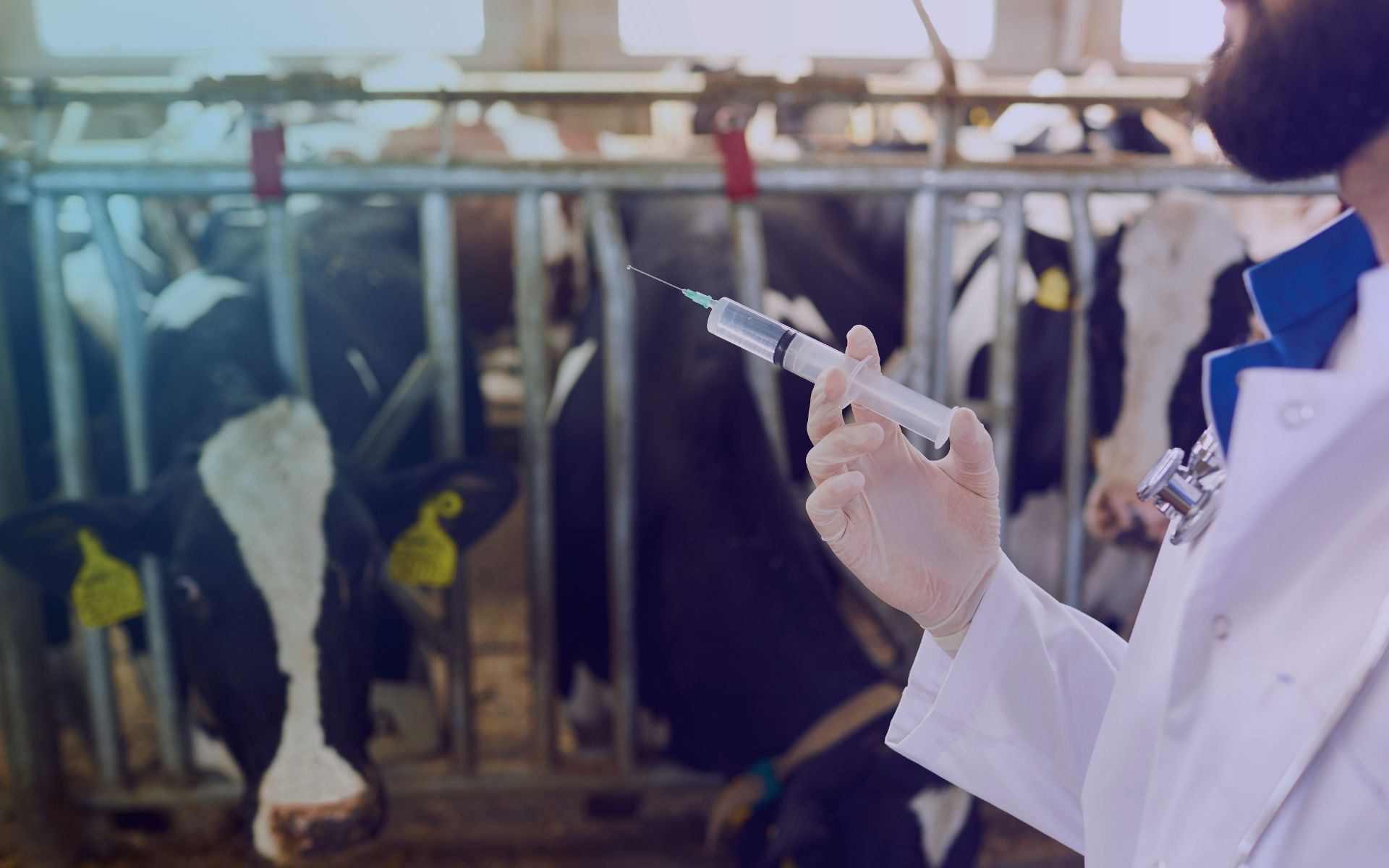 VACINA AFTOSA - BOVINOS