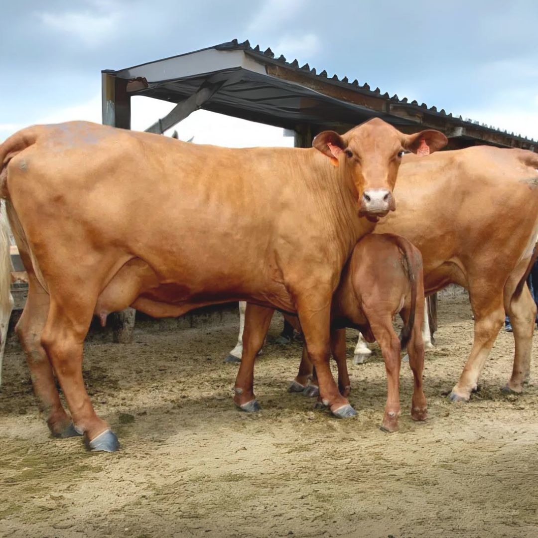 Vaca leiteira - raça Pitangueiras