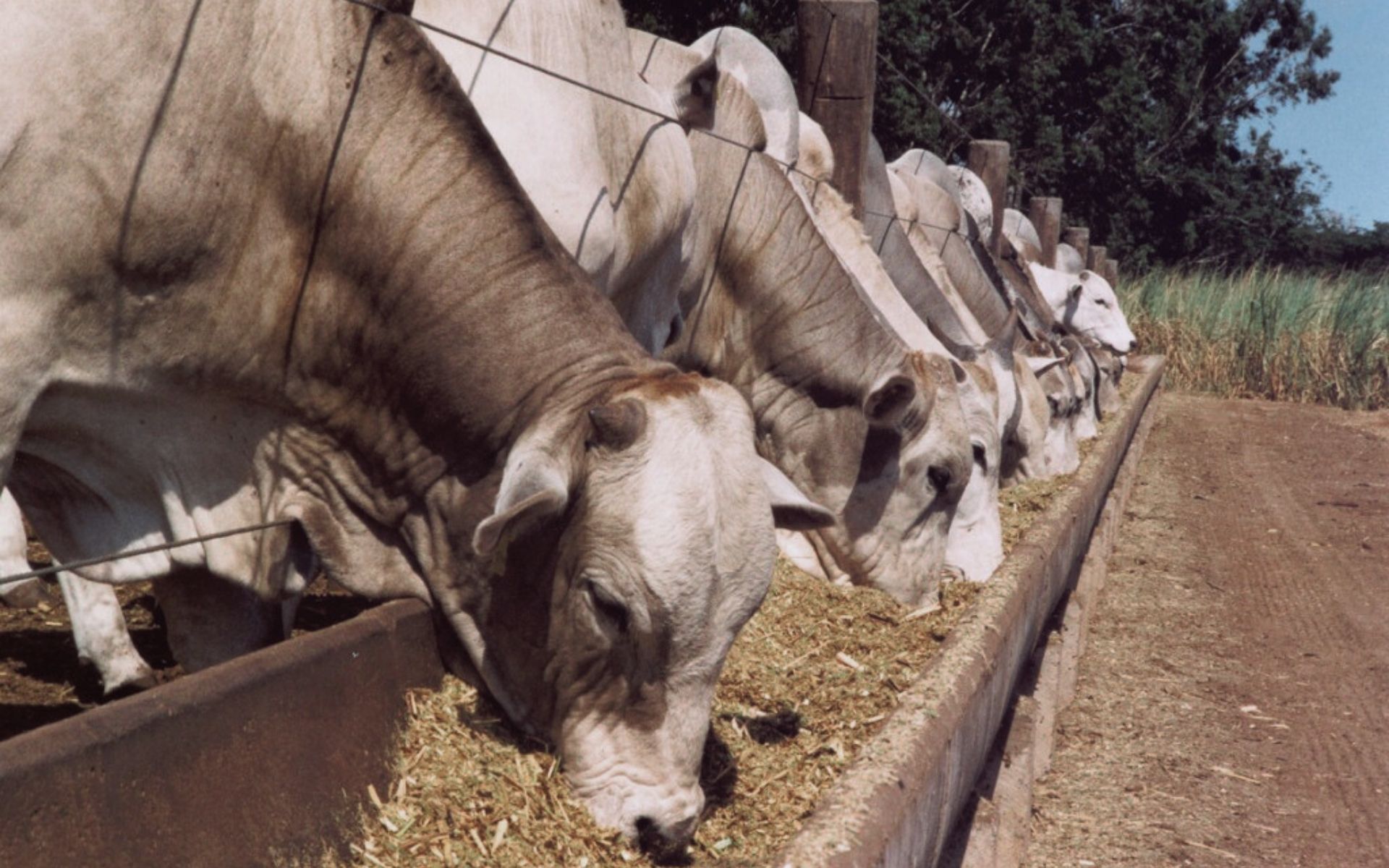 gado-de-corte-confinamento-portal-agropecuario