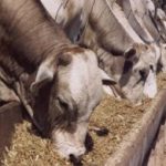 gado-de-corte-confinamento-portal-agropecuario