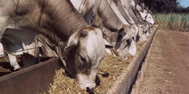 gado-de-corte-confinamento-portal-agropecuario