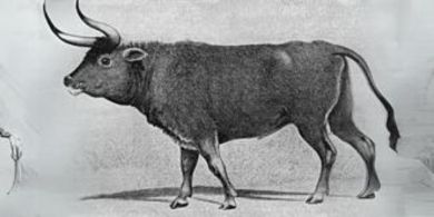 raça auroque (desenho)