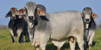 raca-brahman