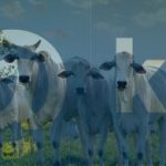 1.Arroba x Peso Vivo