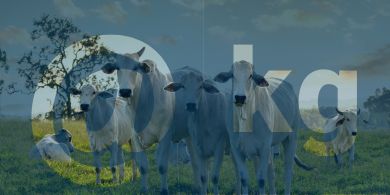 1.Arroba x Peso Vivo