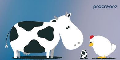 A VACA QUE BOTOU UM OVO