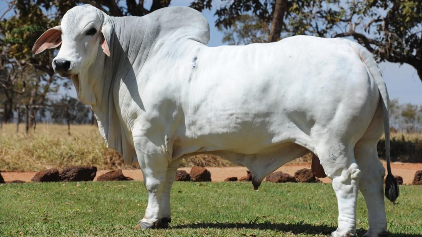 Brahman