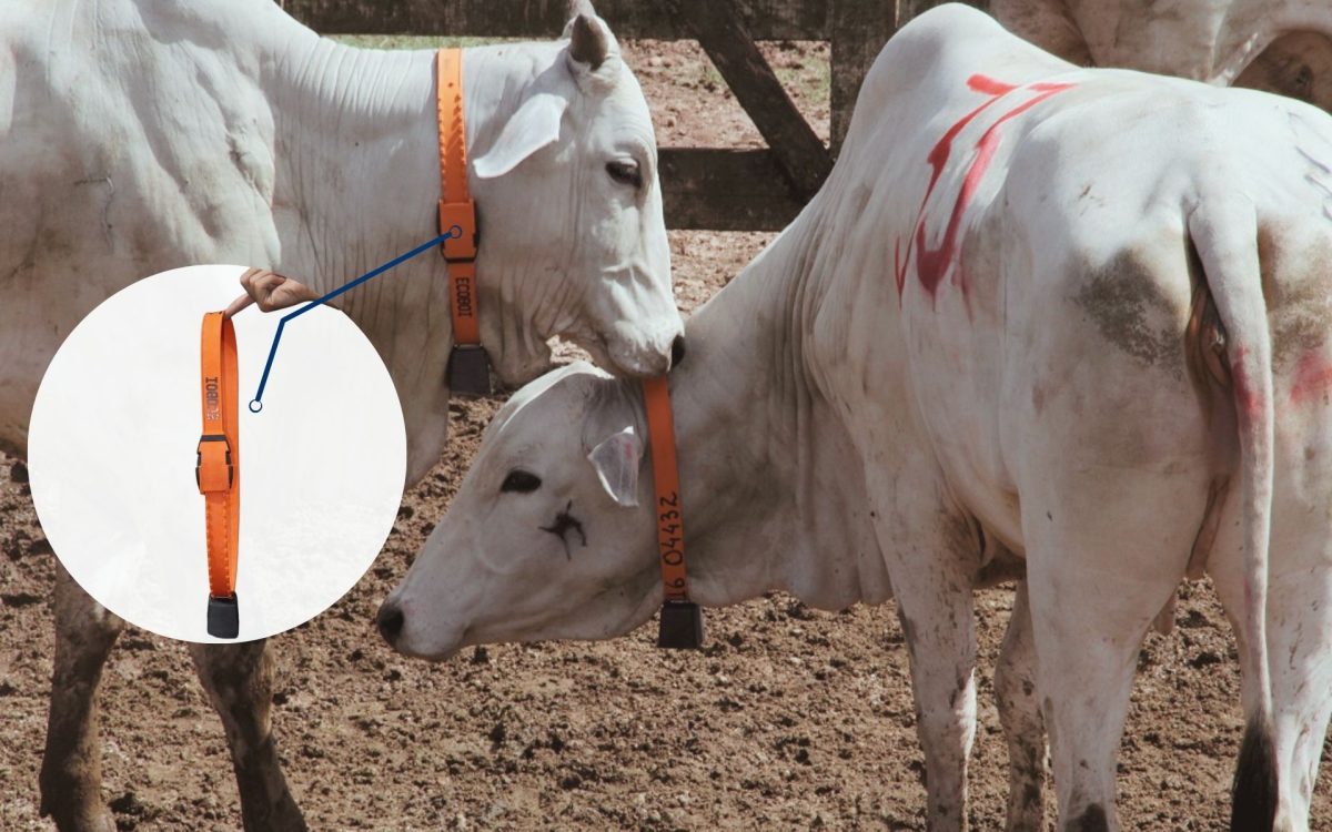 Colares de Rastreamento Bovino