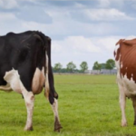 Como Começar uma Fazenda de Gado de Leite