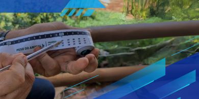 Como pesar o gado sem balança