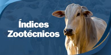 _Índices Zootécnicos (bovinos)