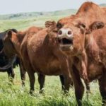 O que é aproveitado em um boi?