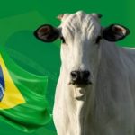 Pecuária Brasileira