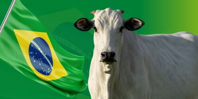 Pecuária Brasileira