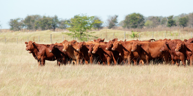 _Pecuária extensiva x Intensiva