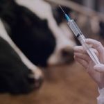 Boas Práticas de Vacinação do Rebanho