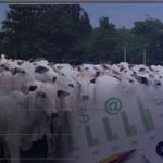 Como Calcular o Custo da Arroba do Seu Rebanho