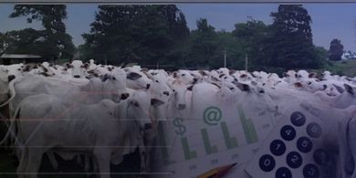 Como Calcular o Custo da Arroba do Seu Rebanho