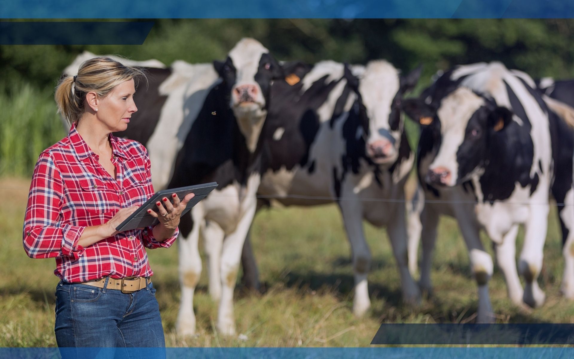 Como Controlar o Custo da Produção Leiteira