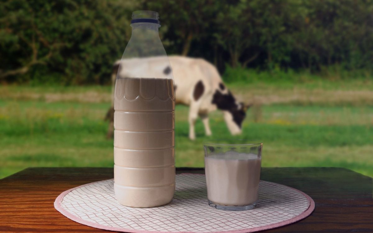 Curva de lactação- produção de leite