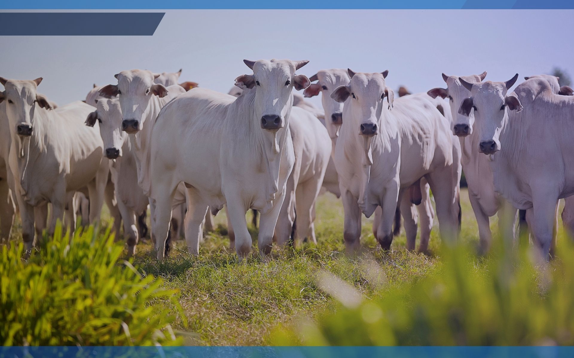 Boas Práticas de Vacinação