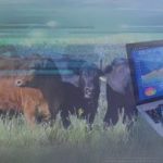 O que é Software Pecuário