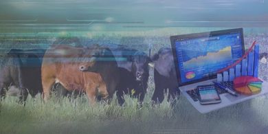 O que é Software Pecuário