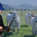 Preciso mesmo de um software para Gestão de Fazendas