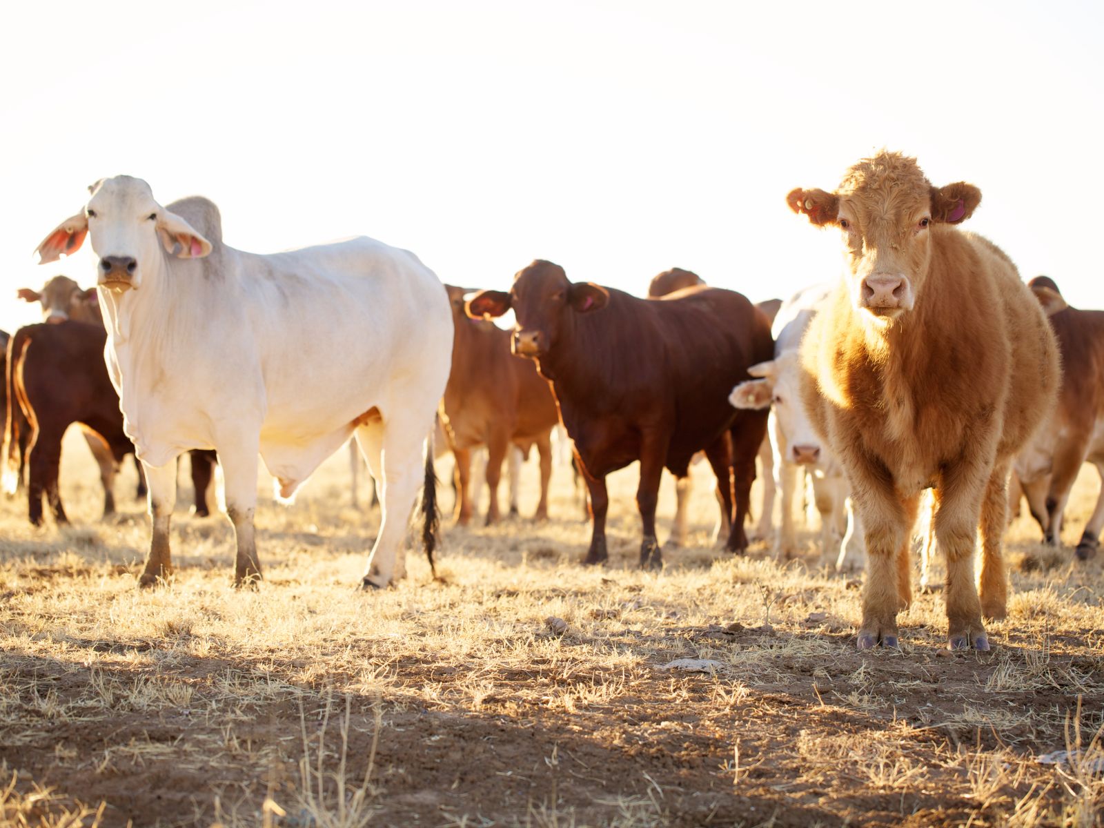 Rebanho bovino